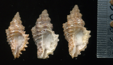 Muricopsis cristata